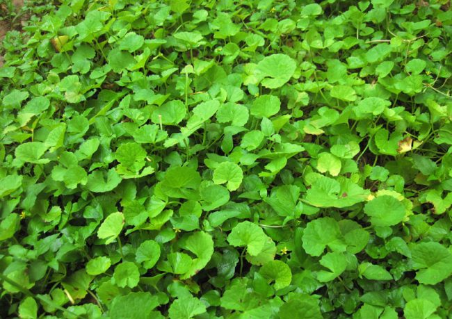 centella-asiatica