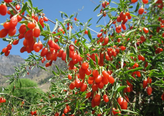 goji