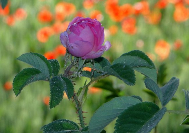 rosa-damascena-mill