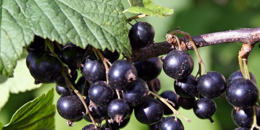 coacaze-negre
