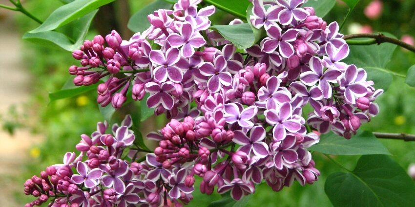 liliac