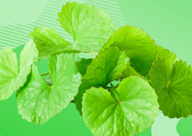 centella-asiatica