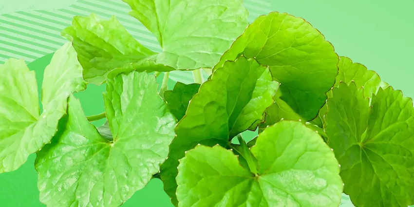 centella-asiatica