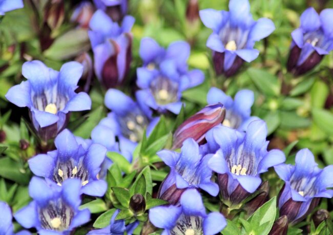 gentiana
