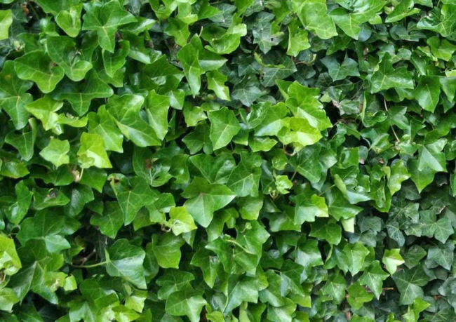 iedera