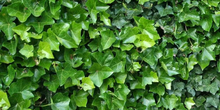 iedera
